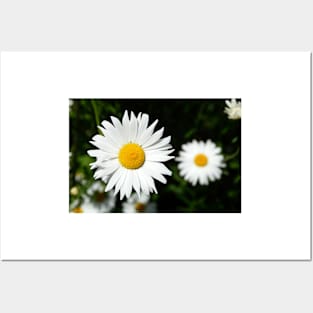 daisies Posters and Art